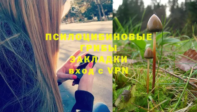 Галлюциногенные грибы Cubensis  цены   Вышний Волочёк 